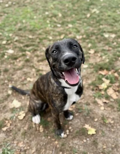 An adult medium-sized female Brindle Mixed Breed dog named Marinara for adoption in Roseburg, OR