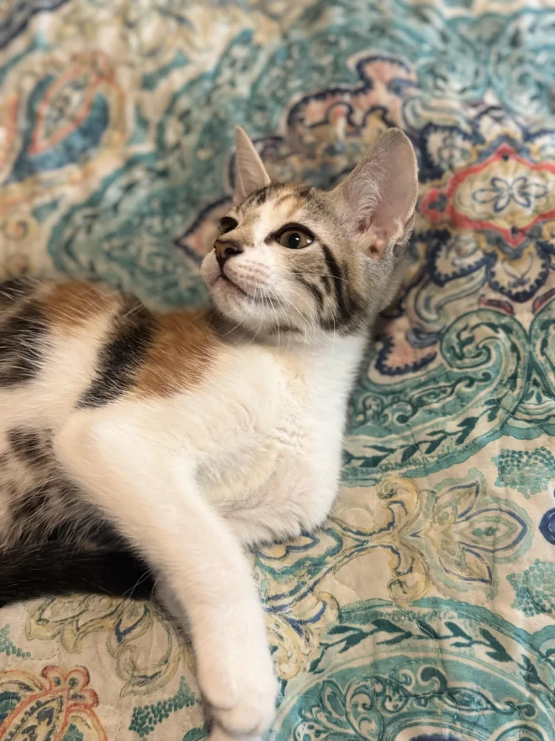 A baby medium-sized female Calico Domestic Short Hair cat named Ashley for adoption in Liverpool, TX