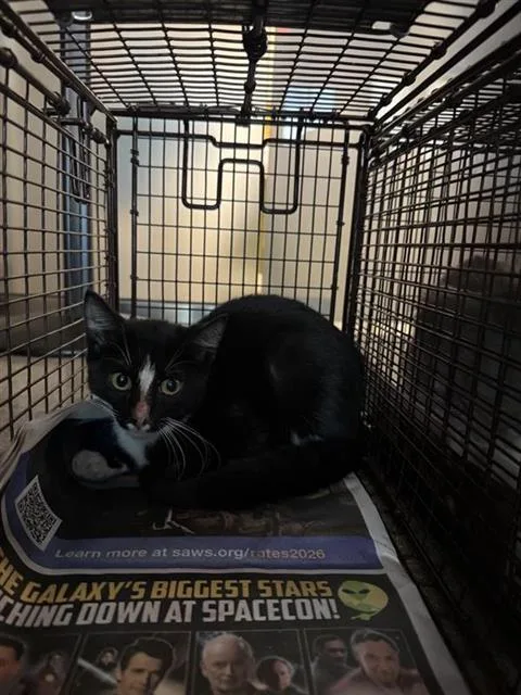 A young small-sized female Domestic Short Hair cat named A for adoption in San Antonio, TX