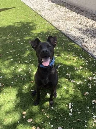 An adult medium-sized male Mixed Breed dog named Denim for adoption in North Miami Beach, FL