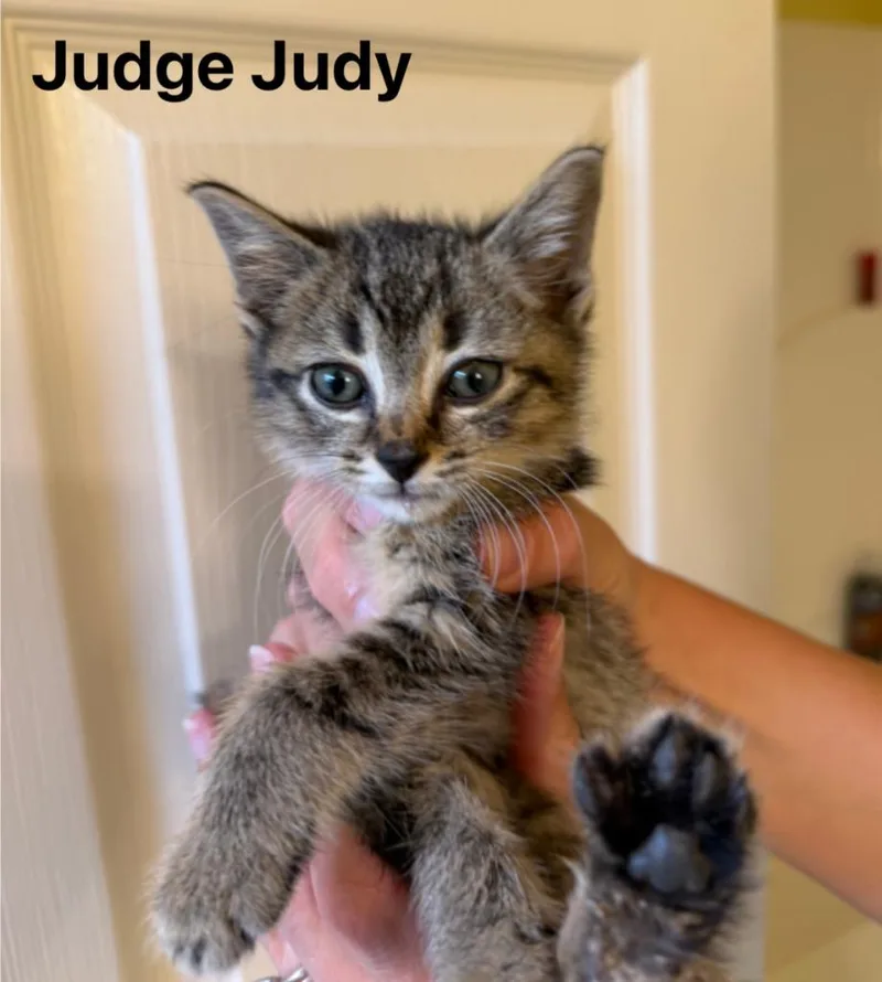 A baby medium-sized female Domestic Short Hair cat named Judge Judy for adoption in Johnson City, TN
