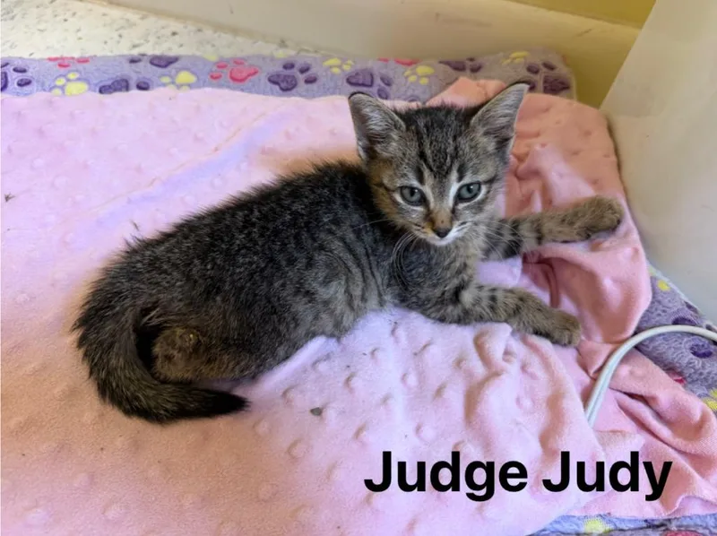Judge Judy thumbnail 3