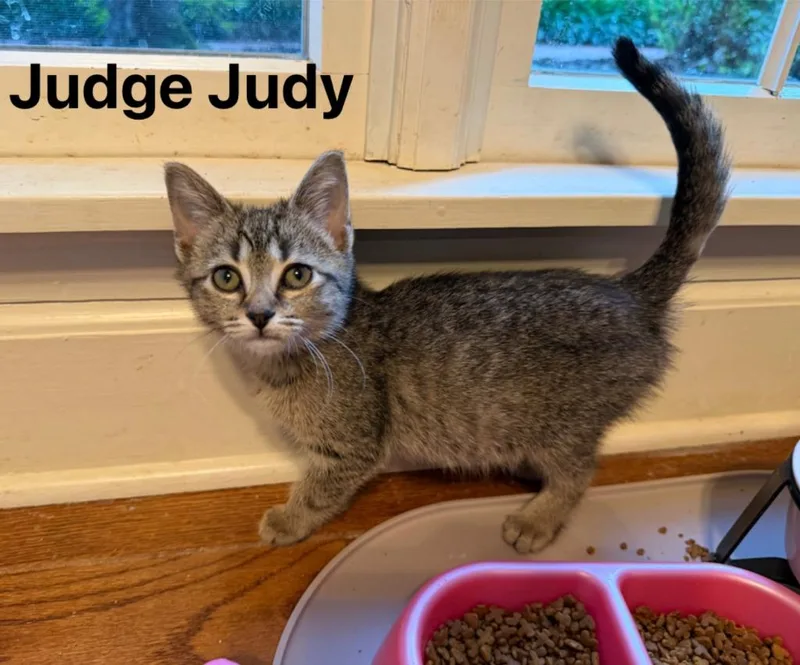 Judge Judy thumbnail 5