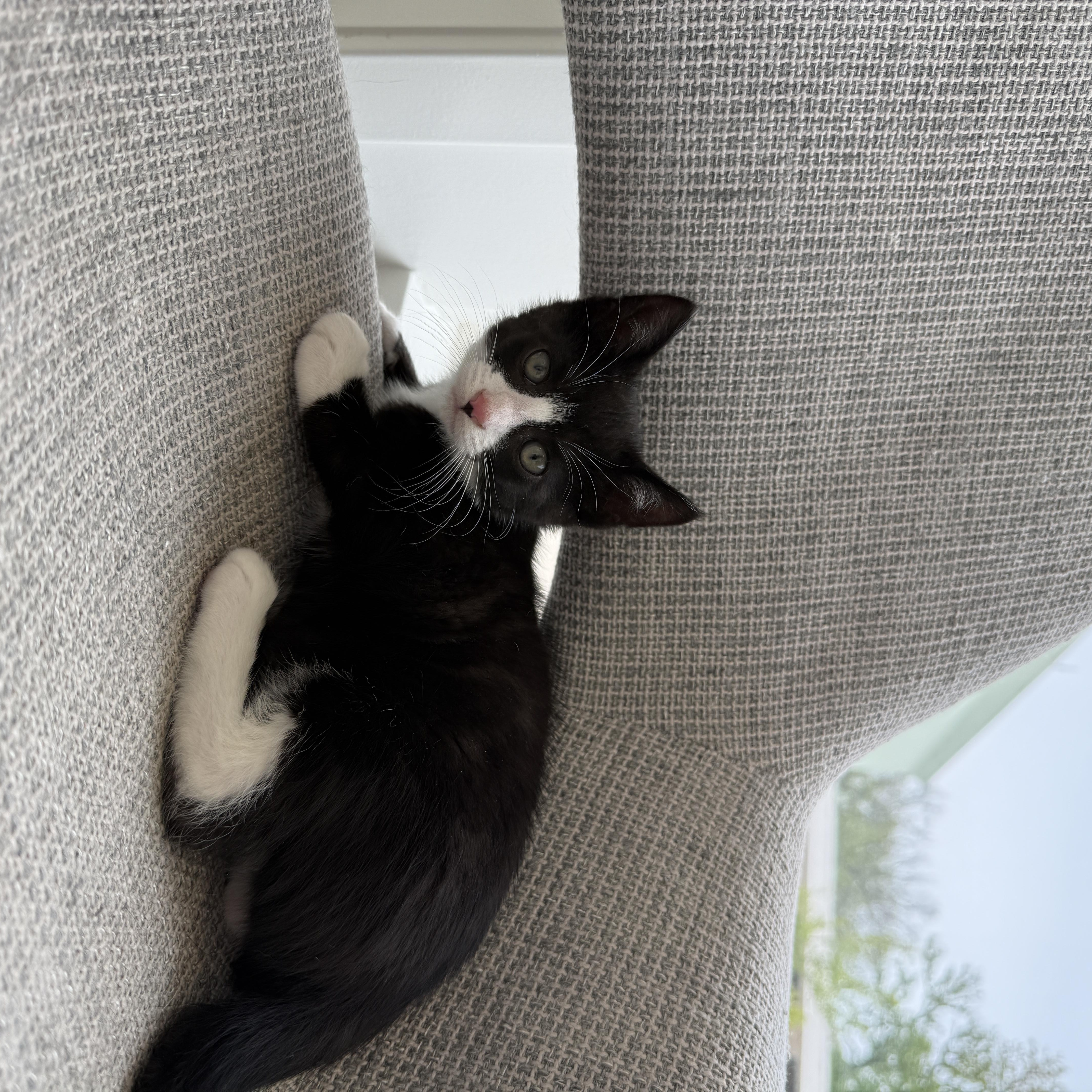 A baby medium-sized male Black & White / Tuxedo Domestic Short Hair cat named Apple for adoption in Evanston, IL
