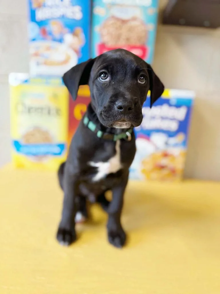 A baby large-sized male Mixed Breed dog named Lucky Charms for adoption in Effingham, IL
