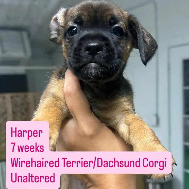 A baby small-sized female Wirehaired Terrier dog named Harper for adoption in Tampa, FL