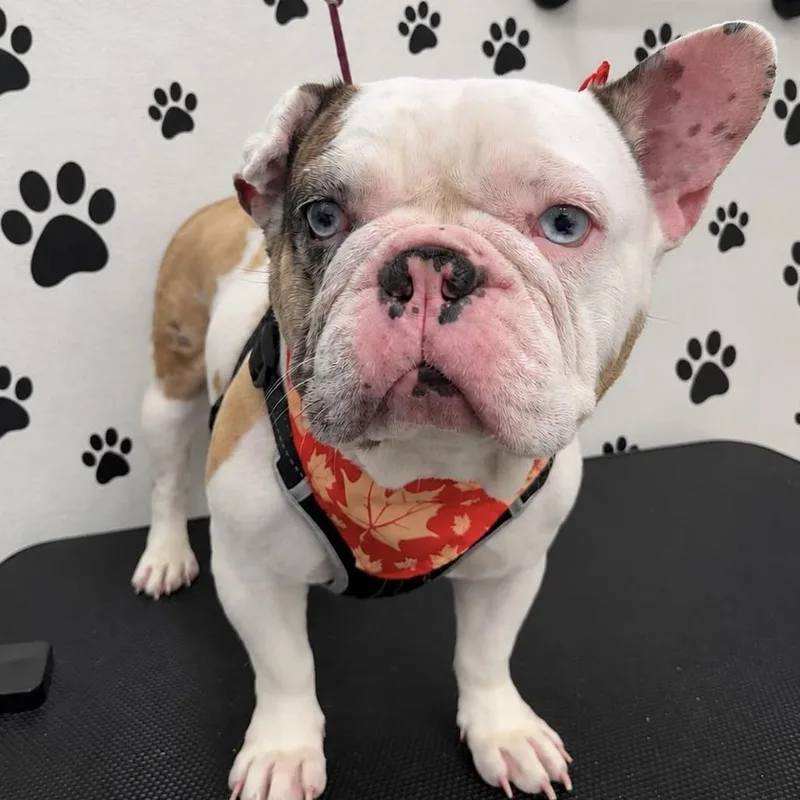 A senior medium-sized female White / Cream French Bulldog dog named Saphie for adoption in Coachella, CA