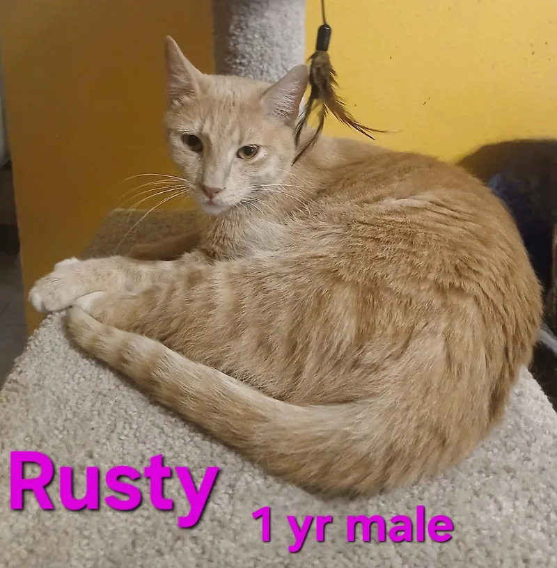 An adult small-sized male Orange / Red Domestic Short Hair cat named Rusty for adoption in Longwood, FL