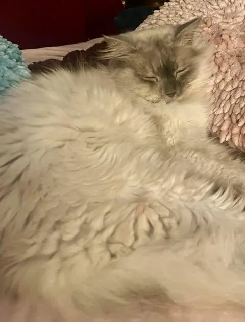 A young large-sized male Smoke Ragdoll cat named Blast for adoption in Ennis, TX