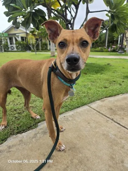 An adult medium-sized female Rhodesian Ridgeback dog named Honi Honi for adoption in Honolulu, HI