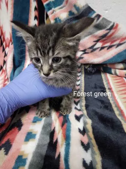 An adult small-sized female Domestic Short Hair cat named Forrest Green for adoption in Spruce Pine, NC