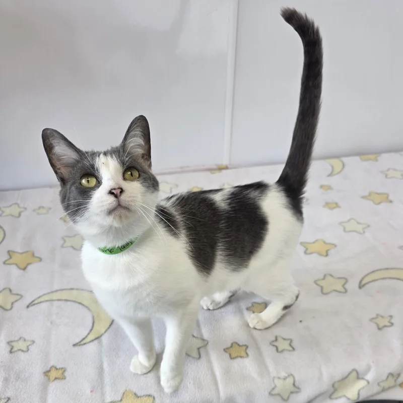 A young medium-sized female White Domestic Short Hair cat named Trailer Park Tammy for adoption in Fort Wayne, IN