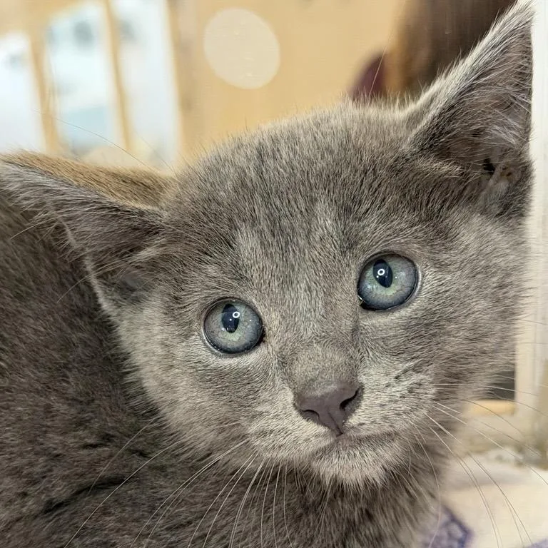 A baby small-sized female Domestic Short Hair cat named Tuxedo Sam for adoption in Los Angeles, CA