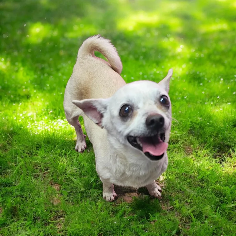 An adult small-sized female White / Cream Chihuahua dog named Delia for adoption in Chesnee, SC