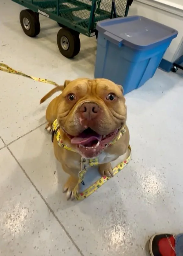A young medium-sized male English Bulldog dog named Jerome for adoption in Skillman, NJ