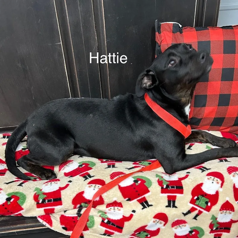 Hattie