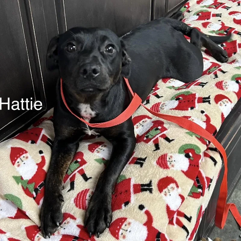 Hattie thumbnail 2