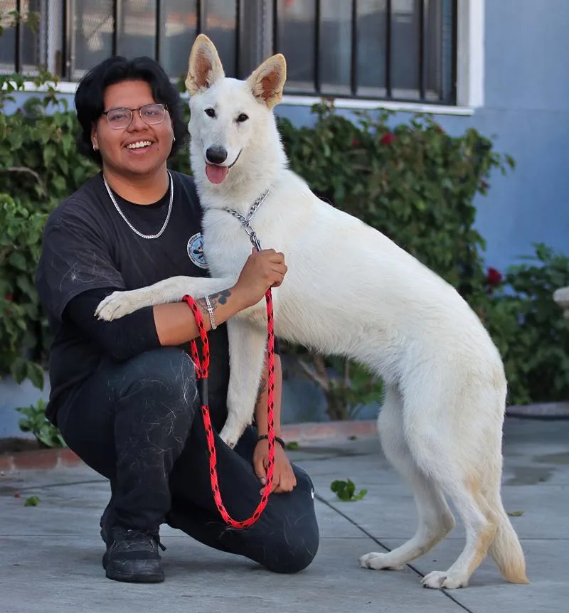 A young large-sized male White / Cream German Shepherd Dog dog named Prince Von Pegnitz for adoption in Los Angeles, CA