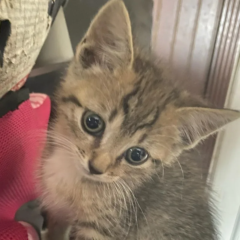 A baby medium-sized female Tabby (Brown / Chocolate) Domestic Short Hair cat named Betty Boots for adoption in Johnson City, TN