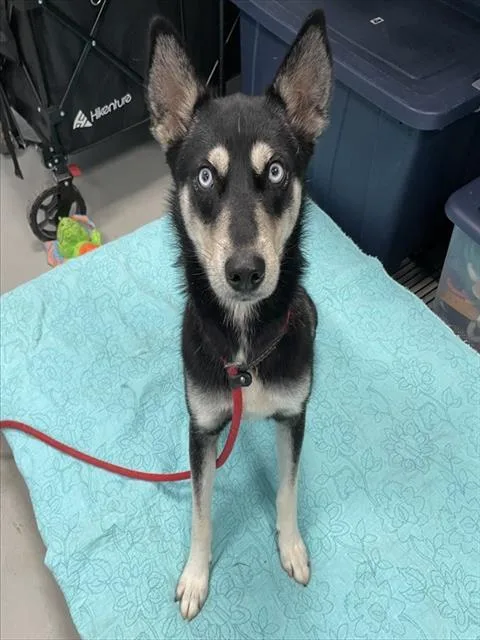 A young medium-sized female Siberian Husky dog named Steele for adoption in Palmetto, FL