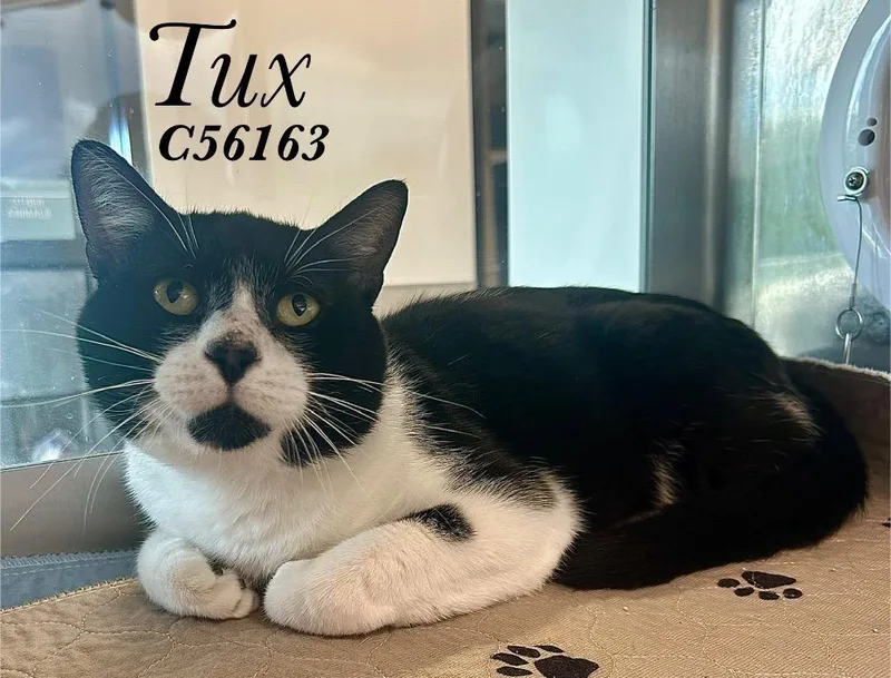 A young medium-sized male Domestic Short Hair cat named Tux for adoption in Clarksville, TN