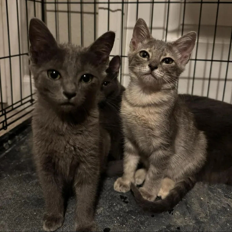 A baby small-sized female Brown / Chocolate Domestic Short Hair cat named Nova for adoption in Dickinson, TX