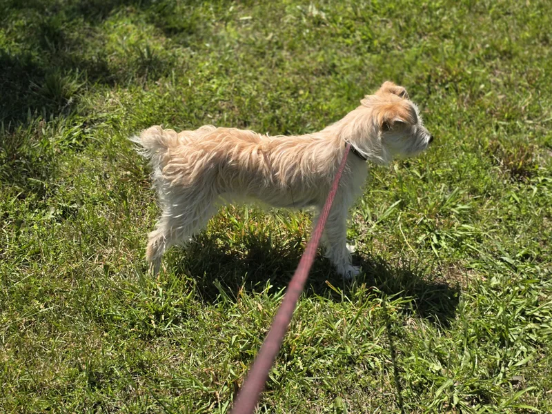 A baby small-sized female White / Cream Terrier dog named Daisy for adoption in Maynardville, TN