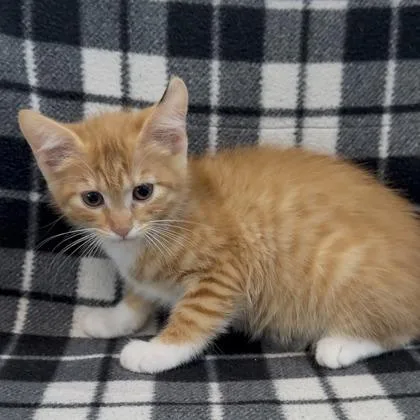 A baby small-sized female Domestic Short Hair cat named Diamond for adoption in Janesville, WI