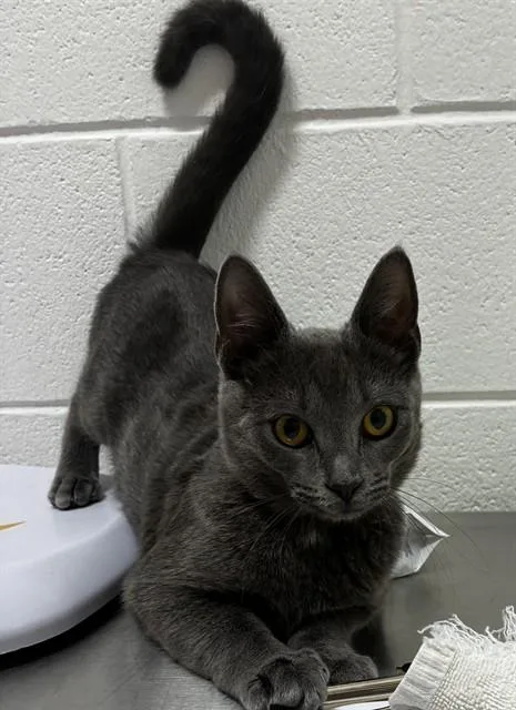 A young small-sized female Domestic Short Hair cat named Mulan for adoption in Upper Marlboro, MD