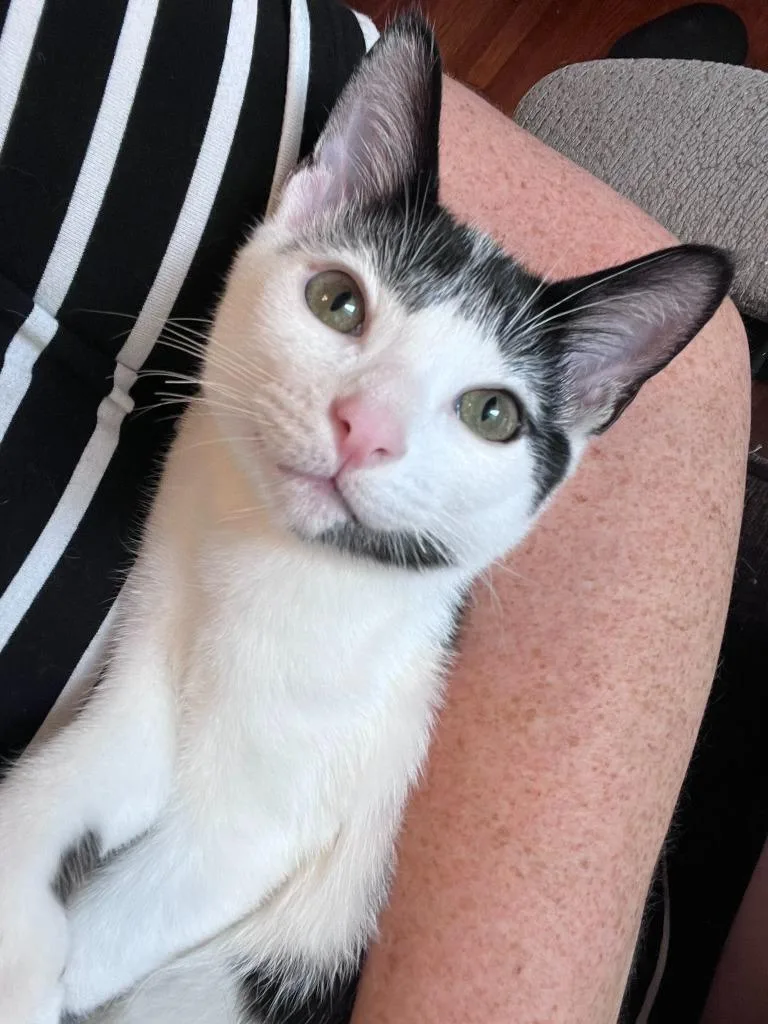 A baby medium-sized male Domestic Short Hair cat named Floatie for adoption in Minneapolis, MN