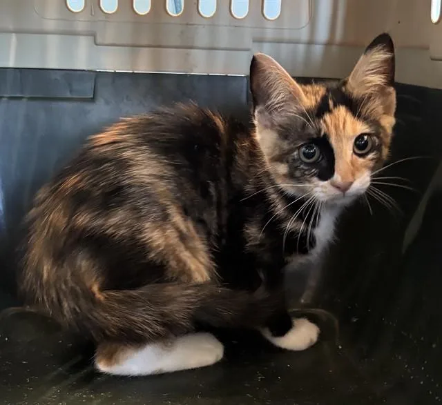 A baby small-sized female Domestic Short Hair cat named Patches for adoption in Pearland, TX