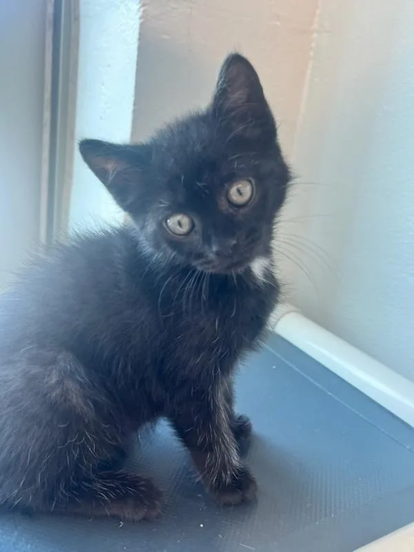A baby small-sized female Domestic Short Hair cat named Lulu for adoption in Manassas, VA