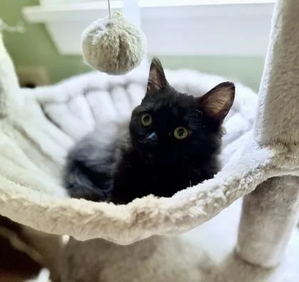 A young large-sized female Domestic Long Hair cat named Betty for adoption in Port Republic, MD