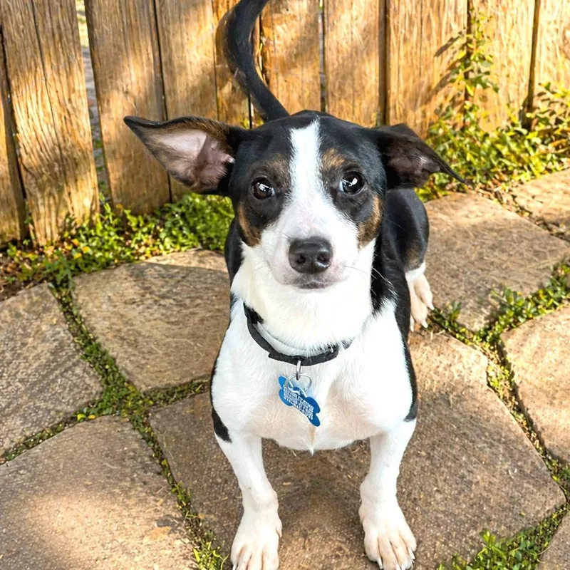 An adult small-sized male White / Cream Chihuahua dog named Jax for adoption in Boerne, TX