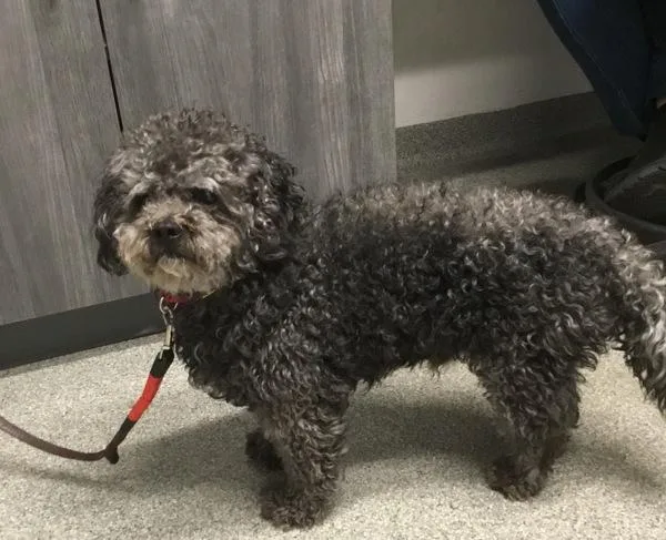A senior small-sized male Poodle dog named Charlie for adoption in Escondido, CA