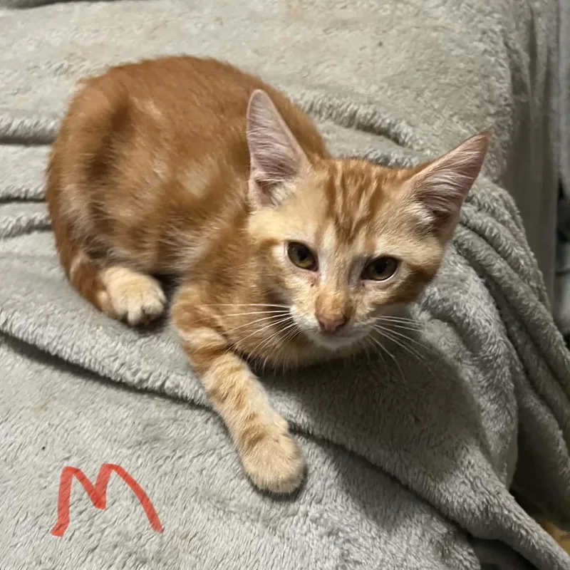 A baby small-sized male American Shorthair cat named Jackson for adoption in mount vernon, AR