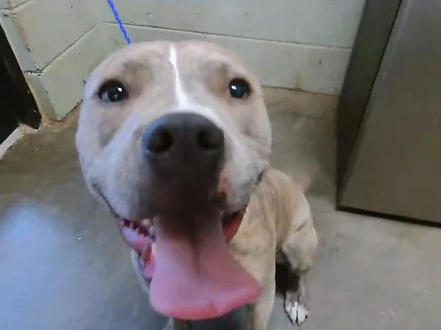 A young small-sized female Pit Bull Terrier dog named Ellie for adoption in Tulsa, OK