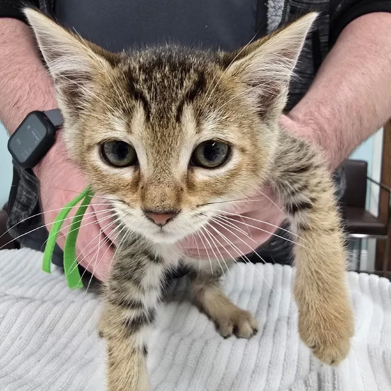 A baby small-sized female Brown / Chocolate Domestic Short Hair cat named Twighlight Sparkle for adoption in Hudson, NH