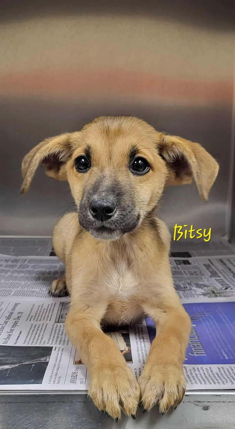 A baby medium-sized female Mixed Breed dog named Bitsy for adoption in Marion, MS