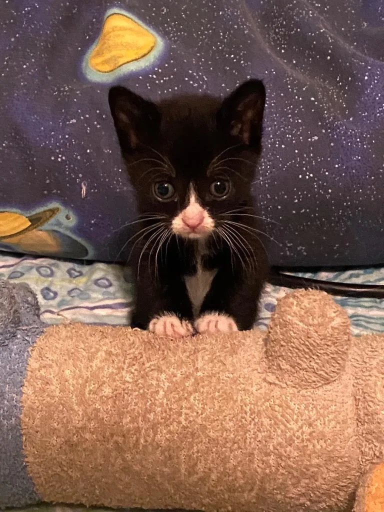 A baby small-sized female Domestic Short Hair cat named Oreo for adoption in San Antonio, TX