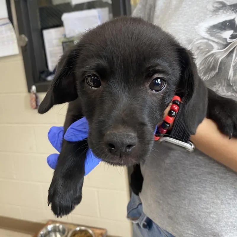 A baby small-sized female Black Terrier dog named River for adoption in Caryville, TN