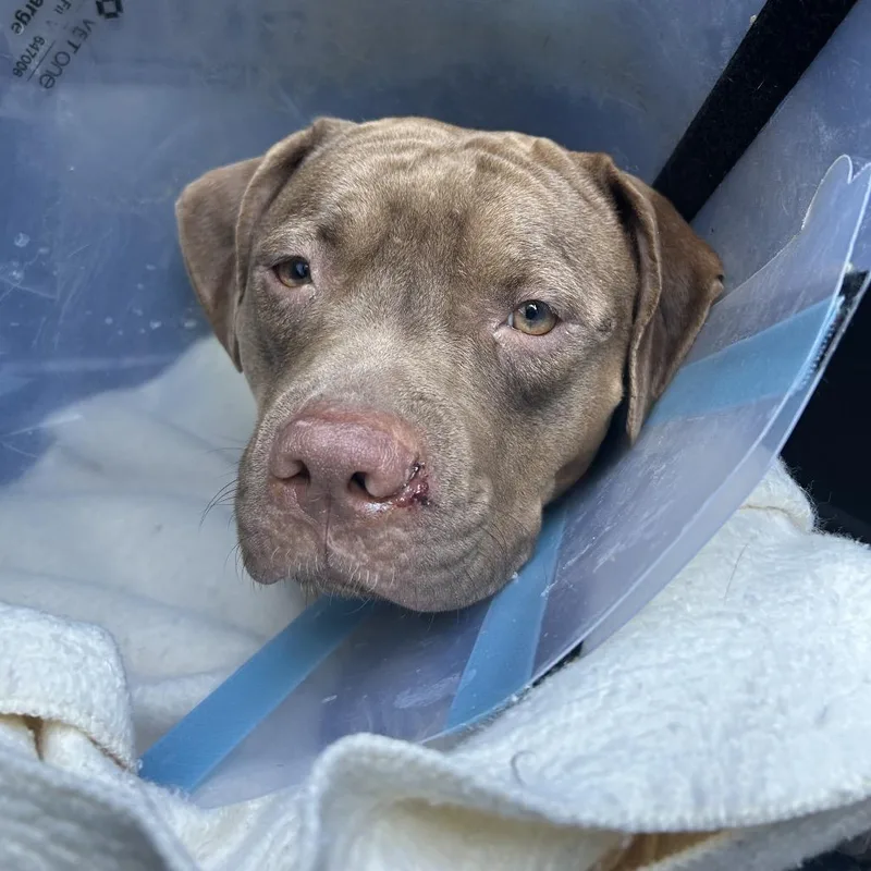 A young medium-sized female Brown / Chocolate Pit Bull Terrier dog named Blossom for adoption in Newark, NJ