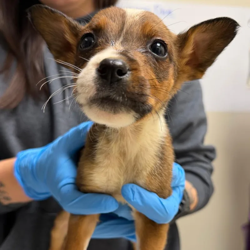 A young small-sized female Mixed Breed dog named Betty Boop for adoption in Red House, WV