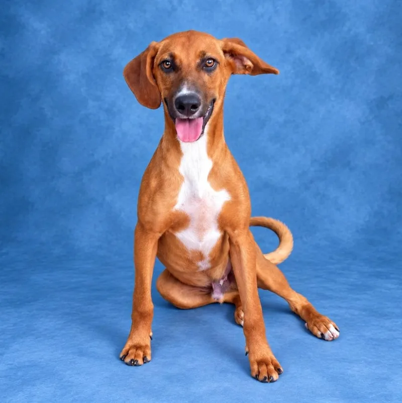 A young medium-sized male Golden Hound dog named Moe for adoption in Heber Springs, AR