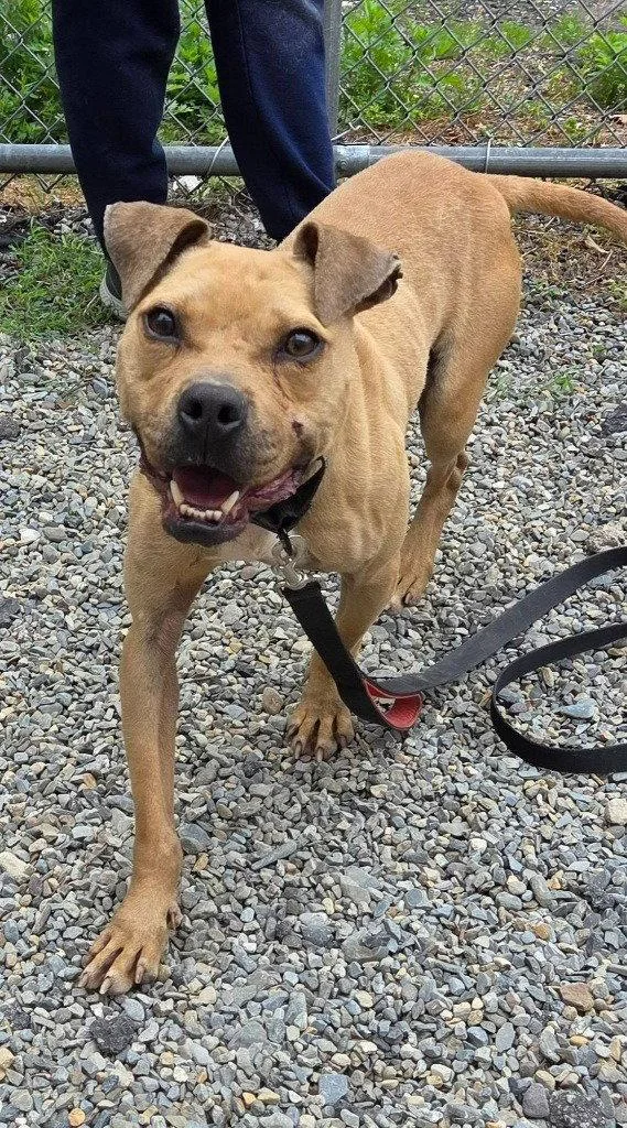 An adult medium-sized male American Staffordshire Terrier dog named Louie for adoption in Sayreville, NJ