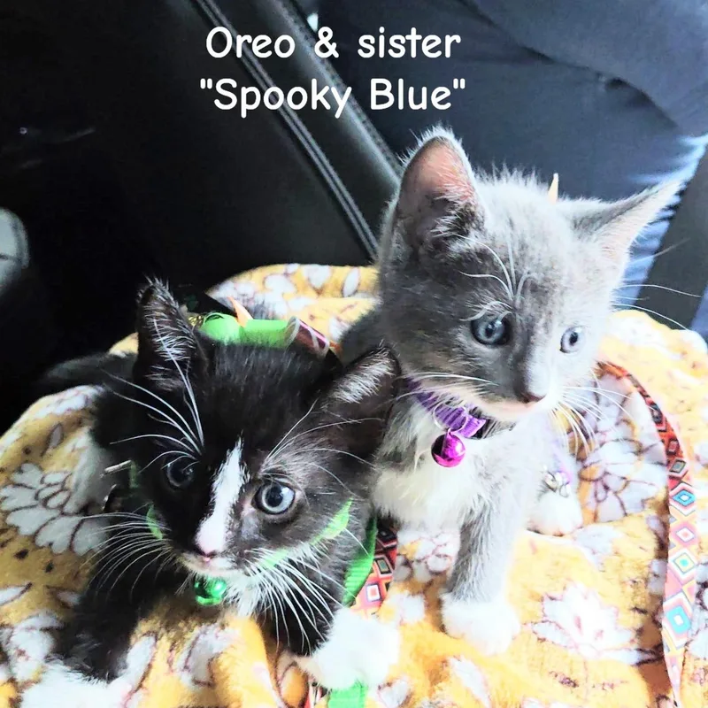 A baby small-sized male Black & White / Tuxedo Domestic Short Hair cat named Oliver's Blessing in a for adoption in Mt Pleasant, SC