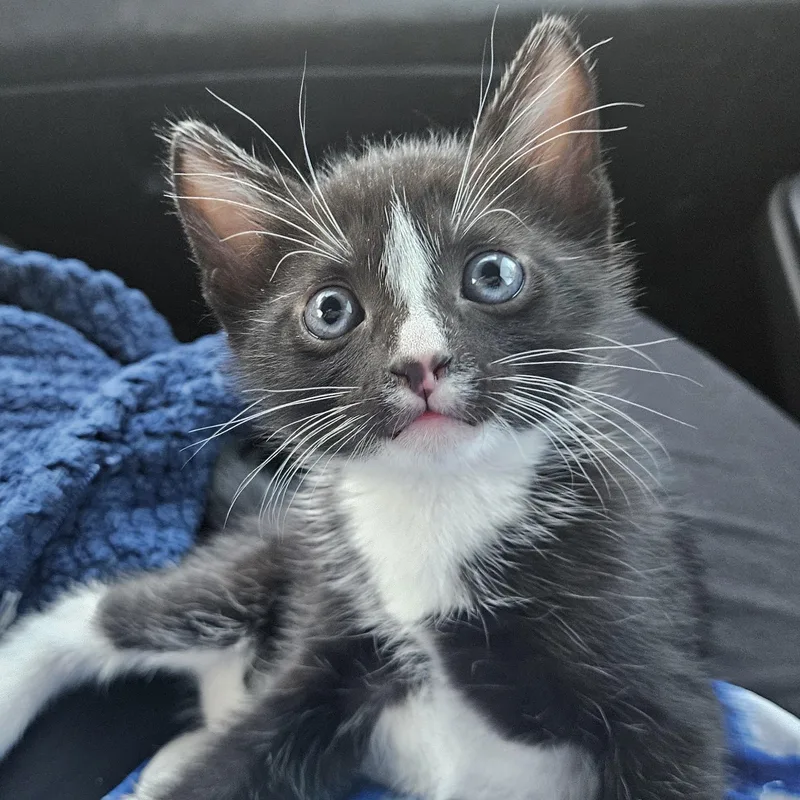 Oliver's Blessing in a thumbnail 2