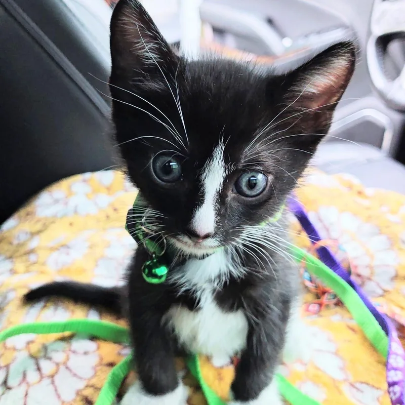 Oliver's Blessing in a thumbnail 3