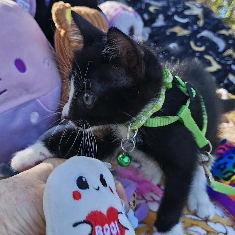 Oliver's Blessing in a thumbnail 4
