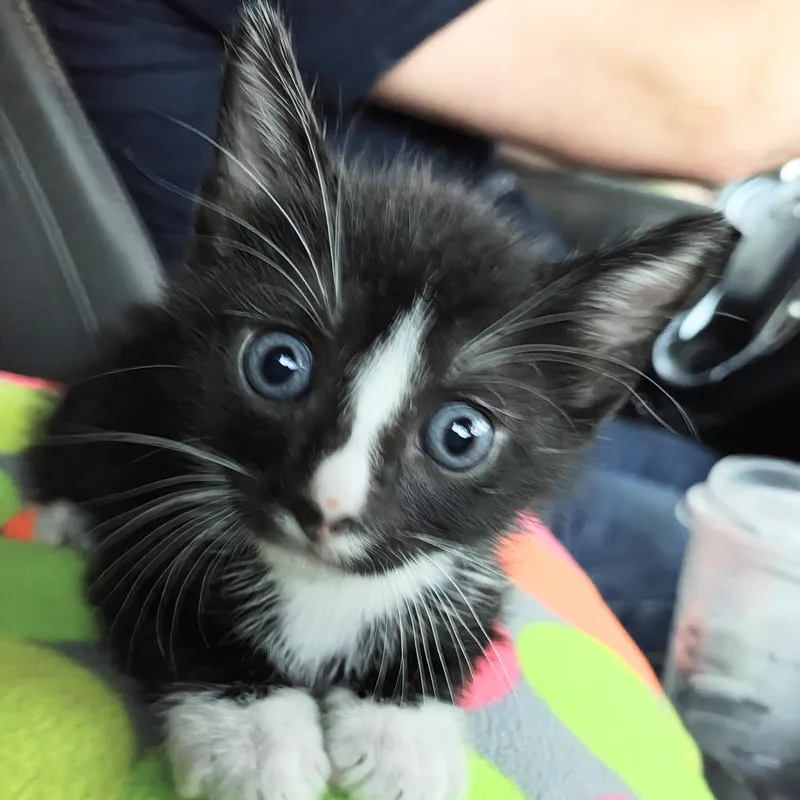 Oliver's Blessing in a thumbnail 5